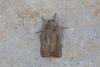 Athetis sp.
